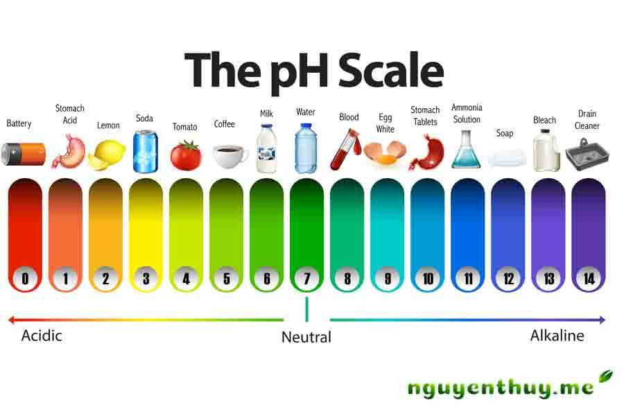 Thang đo pH axit dạ dày